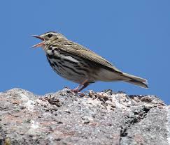 Image result for Anthus hodgsoni