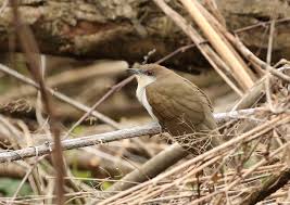 Image result for Coccyzus erythropthalmus