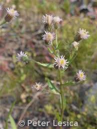Attēlu rezultāti vaicājumam “Erigeron acris flower”