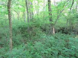 Attēlu rezultāti vaicājumam “Craterium aureum stalked”