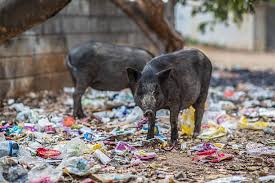 Image result for Bangalore Garbage