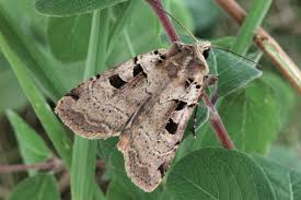 Attēlu rezultāti vaicājumam “Xestia triangulum”