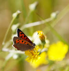 Attēlu rezultāti vaicājumam “Lycaena phlaeas female”