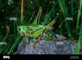 Attēlu rezultāti vaicājumam “Decticus verrucivorus nymph”