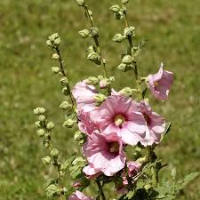 Image result for Alcea rosea