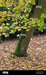 Attēlu rezultāti vaicājumam “Tilia x moltkei”