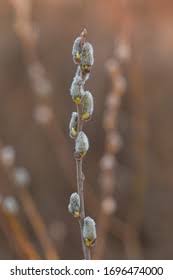 Attēlu rezultāti vaicājumam “Salix cinerea female flower”