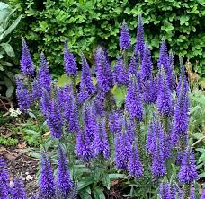 Attēlu rezultāti vaicājumam “Veronica spicata flower”