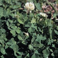 Attēlu rezultāti vaicājumam “Trifolium repens”