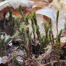 Attēlu rezultāti vaicājumam “Polytrichales”