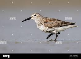 Attēlu rezultāti vaicājumam “Calidris alpina adult”