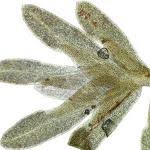 Attēlu rezultāti vaicājumam “Fissidens pusillus sporophyte”