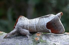 Attēlu rezultāti vaicājumam “Clostera curtula”