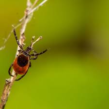 Attēlu rezultāti vaicājumam “Ixodes”