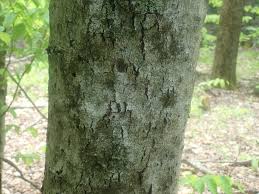 Attēlu rezultāti vaicājumam “Neonectria coccinea”