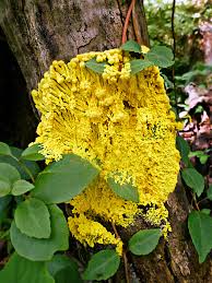 Attēlu rezultāti vaicājumam “Physarum conglomeratum”