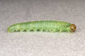 Attēlu rezultāti vaicājumam “Schizotus pectinicornis larva”