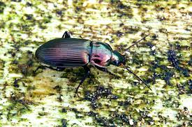 Attēlu rezultāti vaicājumam “Poecilus cupreus”