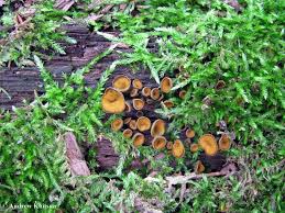 Attēlu rezultāti vaicājumam “Chlorencoelia versiformis”