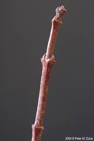 Attēlu rezultāti vaicājumam “Acer tataricum subsp. ginnala bud”