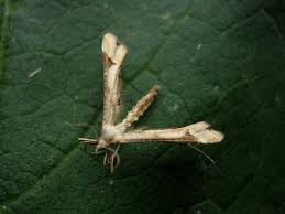 Attēlu rezultāti vaicājumam “Platyptilia sp.”