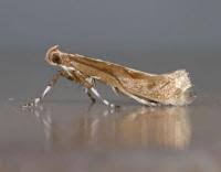 Attēlu rezultāti vaicājumam “Calybites phasianipennella”