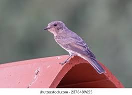 Attēlu rezultāti vaicājumam “Muscicapa striata”