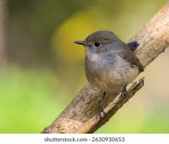 Image result for Ficedula albicilla