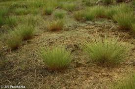 Attēlu rezultāti vaicājumam “Corynephorus canescens leaf”