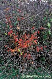 Attēlu rezultāti vaicājumam “Acer tataricum subsp. ginnala”