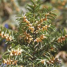 Attēlu rezultāti vaicājumam “Taxus baccata bud”