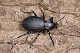 Attēlu rezultāti vaicājumam “Carabus coriaceus”