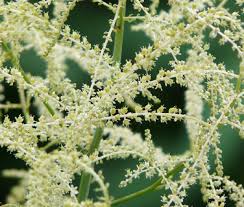 Image result for Aruncus dioicus