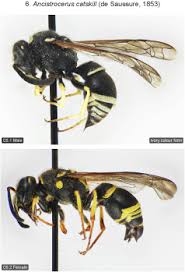 Attēlu rezultāti vaicājumam “Ancistrocerus sp. male”