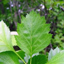 Attēlu rezultāti vaicājumam “Crataegus chrysocarpa”