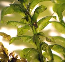 Attēlu rezultāti vaicājumam “Plagiomnium undulatum sporophyte”