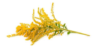 Attēlu rezultāti vaicājumam “Solidago virgaurea bud”