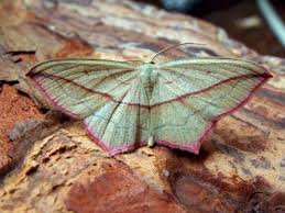 Attēlu rezultāti vaicājumam “Timandra comae”