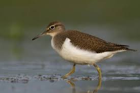 Attēlu rezultāti vaicājumam “Actitis hypoleucos”