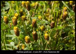Attēlu rezultāti vaicājumam “Trifolium spadiceum leaf”