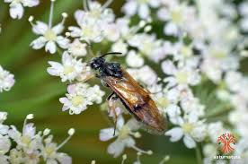 Attēlu rezultāti vaicājumam “Arge ustulata”