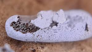 Attēlu rezultāti vaicājumam “Badhamiopsis ainoae macro”