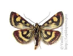 Attēlu rezultāti vaicājumam “Pyrausta purpuralis”