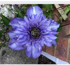 Image result for clematis multi blue