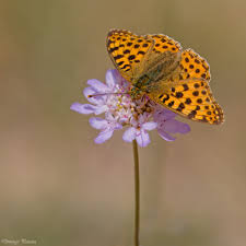 Attēlu rezultāti vaicājumam “Issoria lathonia upperside”