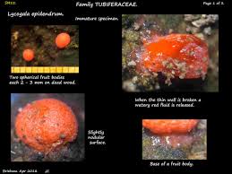 Attēlu rezultāti vaicājumam “Lycogala confusum spores”