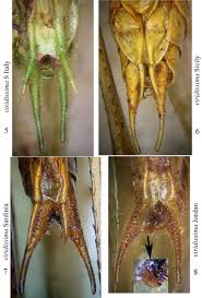 Attēlu rezultāti vaicājumam “Tettigonia viridissima”