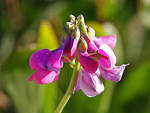 File:<b>Fabaceae</b> flower.jpg