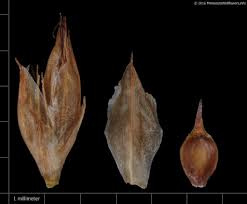 Attēlu rezultāti vaicājumam “Rhynchospora alba leaf”