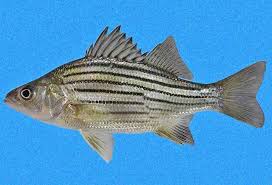 Image result for Morone chrysops